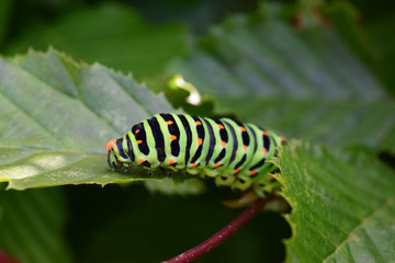 Caterpillar of swallowtail (Papilio Machaon) eating leaves