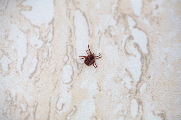 A dangerous parasite and infection carrier mite