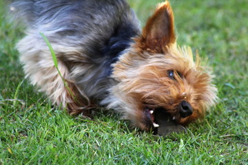 dog, nature