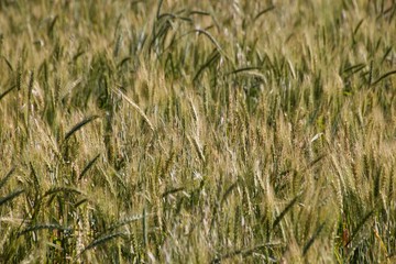 Wheat crops