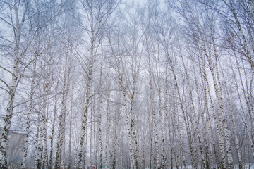 Trees in Winter Park