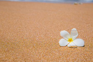Fototapeta na wymiar tropical flowers on the beach