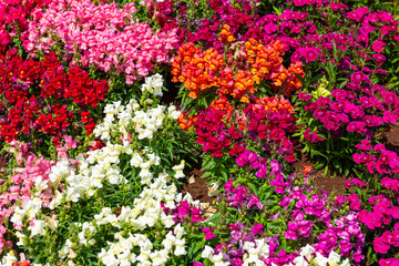 Flower Festival in Toowoomba, QLD, Australia
