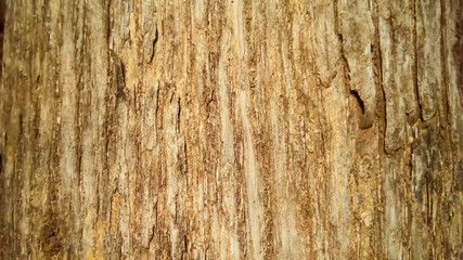 texture of bark of a tree