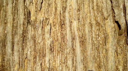 bark of a tree