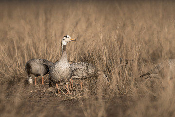 bar headed goose fine art image at keoladeo national park or bird sanctuary, bharatpur, rajasthan, india - anser indicus