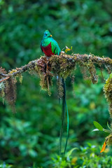 Resplendent Quetzal, Pharomachrus mocinno, from Savegre in Costa Rica with blurred green forest in background. Magnificent sacred green and red bird
