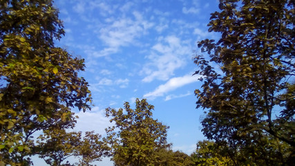 trees and blue sky