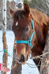 An old horse on a leash at the fence on a winter day
