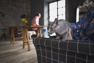 A beautiful Purebred gray cat sits on a chair next to the owner against the background of the anonymous man.