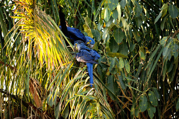 Hyacinth macaw on a palm tree, Rio Cuiaba, Pantanal