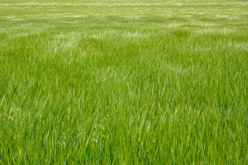 background of green grass cereal plants
