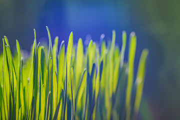 Green grass with morning dew. Fresh green leaves grass with dew drops, close up