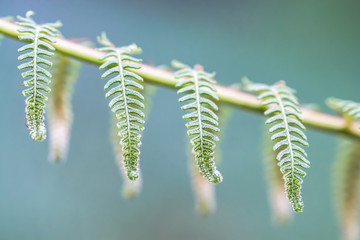 Green Fern 4