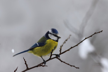 Little Blue tit on a branch in winter ... And it is snowing ..