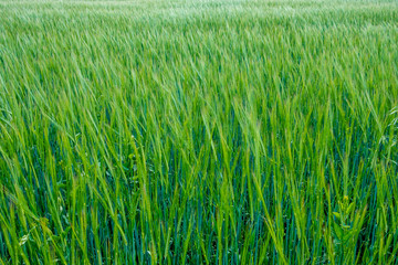 young cereal plant on a field