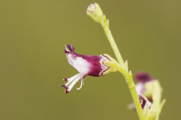 Scrophularia canina dog figwort Mediterranean plant with small purple and white medicinal flowers used as a powerful healing