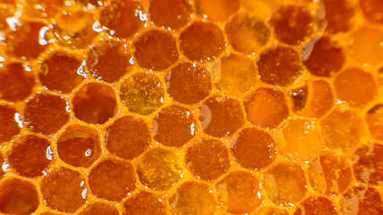 Honey close-up. Amber sweet honey in honeycomb. Transparent honey flows down the honeycomb