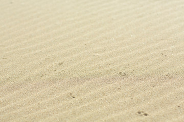 summer sand beach  sand dunes 