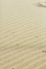 Fototapeta na wymiar summer sand beach close-up and sand dunes