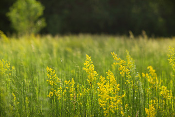  flowering meadows of wild grasses in the rays of sun and blurred trees background