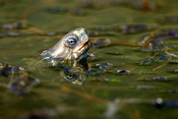 The Balkan pond turtle or Western Caspian turtle (Mauremys rivulata) in a pond