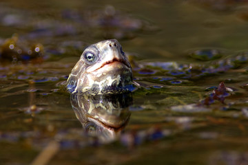 The Balkan pond turtle or Western Caspian turtle (Mauremys rivulata) in a pond