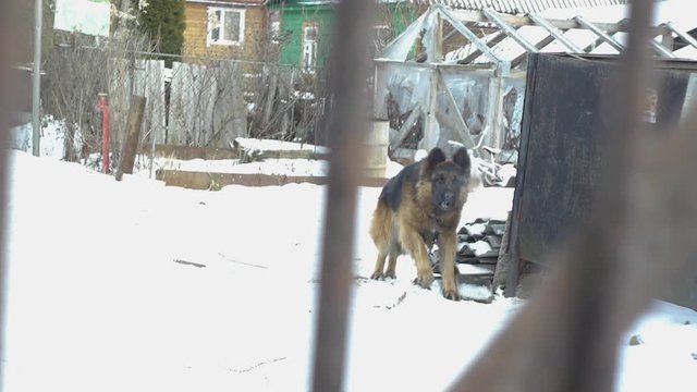 Guard german shepherd dog barks behind the fence, natural light