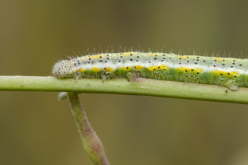 Euchloe crameri caterpillar Western Dappled White page juvenile phase of this very common green butterfly with dots
