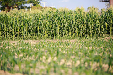 Corn field in early morning light