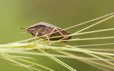 Eurigaster cf Austrian the sunn pest or corn bug brown insect with stripes that becomes a very serious pest in certain human cultures