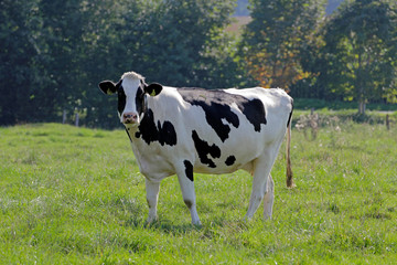 Schwarzweiß Kuh auf Feld