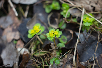 golden saxifrage medicinal plant in spring at water source