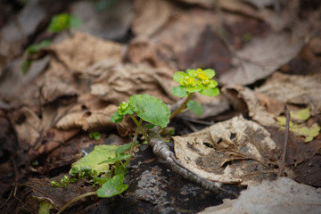 golden saxifrage medicinal plant in spring at water source