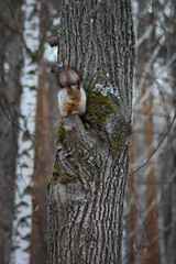Squirrel sits on a tree in a park