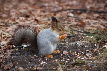 Naklejka na ściany i meble Squirrel eats a nut in the autumn forest