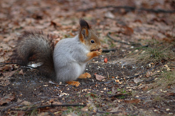 Squirrel eats a nut in the autumn forest