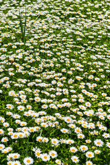 Flower Festival in Toowoomba, QLD, Australia