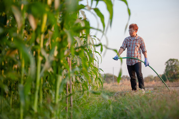 farmer watering young corn field in agricultural garden