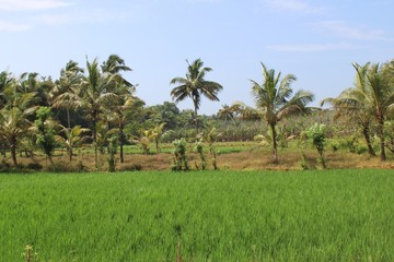 Fototapeta na wymiar Green paddy fields coconut trees Kerala Agriculture