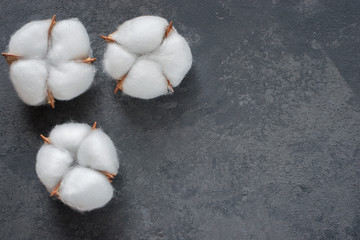 cotton flower on dark background