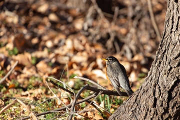 American Robin - Turdus Migratorius with leaves in the background