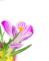 Purple crocus flower close-up isolated on white background. Nature floral Springtime bright background with corner composition and copy-space.