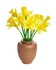 Bunch of beautiful yellow daffodils isolated on white background. Beautiful bouquet of narcissus flowers in rustic ceramic vase. Great design for any purposes. Casual Springtime floral arrangement.