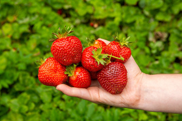 Hand holding fresh strawberries. Sharing fresh strawberries from the garden.