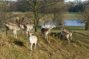 Naklejka premium A Small Herd of Fallow Deer Stags with Large Antlers Stood on a Grassy Mound in the Grounds of Ripley Castle, North Yorkshire, England, UK.