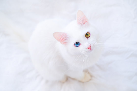 White cat with different color eyes looking up at camera on white bed. Turkish angora with blue and green eye. Adorable domestic pets, heterochromia.
