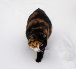 Fototapeta premium красивая пёстрая кошка идёт по снегу