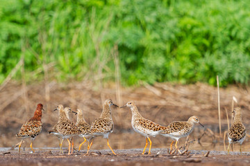 long-legged waders stand in a swamp