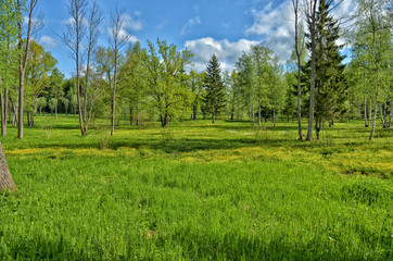 Green meadow in the middle of the forest.